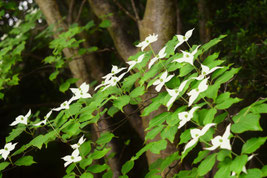 白色の花　樹木