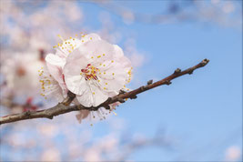 白い花,木の名前,しろいはな