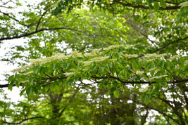 白い花が咲く木,white flower tree Japan