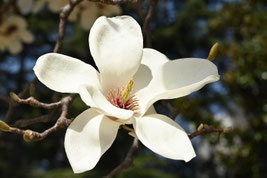 春に白い花が咲く木,名前