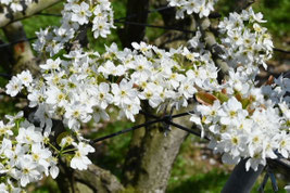 白い花が咲く木