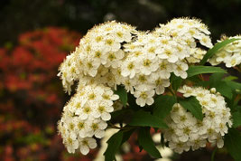 白い花が咲く木の名前と種類