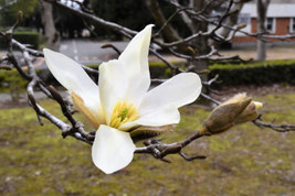 木の名前　白い花　名前