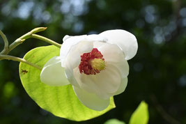夏に白い花が咲く木
