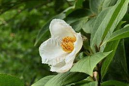 夏に白い花が咲く木