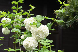 白い花が咲く樹木