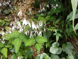 ユキノシタの白い花、葉は隠れている