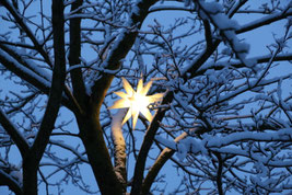 leutender Weihnachtsstern hängt zwischen den Zweigen eines Baumes im Winter