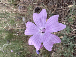 Malva moschata