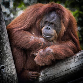 Orang Utan Palmöl Gefährdung Healthlove Kosmetika Alternativen