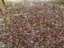 Foto: Laub