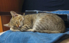 Clickandbay- gatto-sonno-blue-jeans