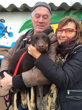 adoption chien de refuge - abandons chiens - refuge de Bréhand - proche ST Brieuc - 22 - Bretagne