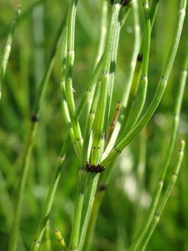 Equisetum palustre, Vosges centrales (photo Ugo)