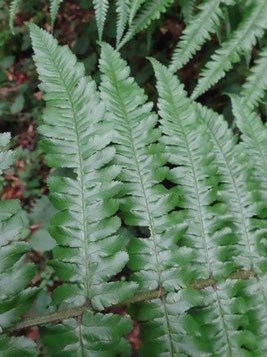 Dryopteris borreri, Vallée du Lys (Photo Ugo)