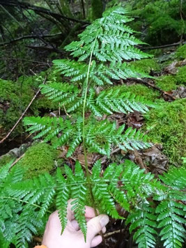 Dryopteris expansa, Massif vosgien (photo Ugo)