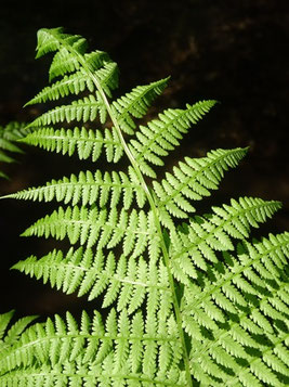 Athyrium filix-femina, Vosges (photo Ugo)