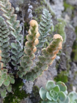 Cosentinia vellea, Tenerife (photo Ugo)