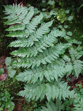 Dryopteris carthusiana, Pyrénées (photo Ugo)