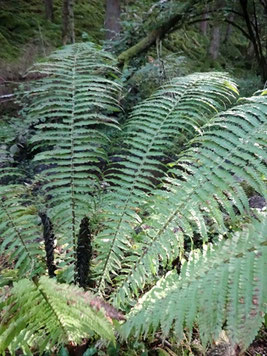 Matteucia struthiopteris, Alsace (photo ugo)