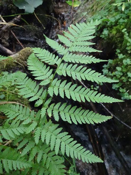 Dryopteris remota, Piémont vosgien (photo Ugo)