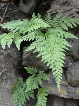 Davallia canariensis, Tenerife (photo Ugo)