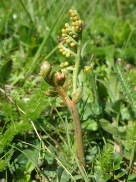 Botrychium matricariifolium, Vosges (photo Ugo) 