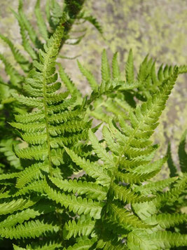 Dryopteris oreades, Pyrénées (photo Ugo)