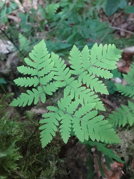 Gymnocarpium dryopteris, Vosges (photo Ugo)