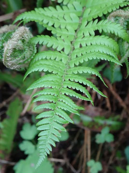 Dryopteris filix-mas, Pyrénées (photo Ugo)
