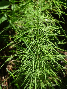 Equisetum sylvaticum, Vosges (photo Ugo)