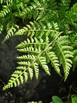 Cystopteris montana, Luchonnais (photo Ugo)