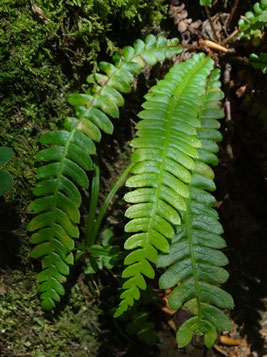 Blechnum spicant, Massif des Vosges (photo ugo)