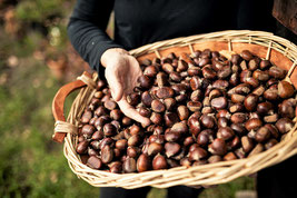 Vom Feld in den Kochtopf - Südtiroler Bäuerinnenorganisation - Associazione delle Donne Coltivatrici Sudtirolesi (SBO) - Gourmet Südtirol