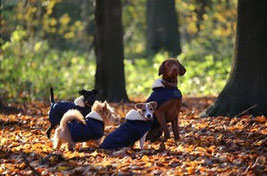 Quatre chiens, un chien de grande taille marron et trois petits chiens portent des manteaux par coach canin 16 éducateur canin en charente