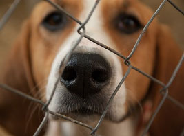 Un chien beagle marron clair et blanc derrière un grillage par coach canin 16 éducateur canin en charente