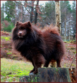 Deutscher Spitz HIPPO Rejna Besitzerin Cinnamon Hooper