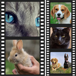 Collage aus 5 Fotos. Graue Katze, Baby-Kaninchen, Beagle, großer schwarzer Kater, zwei Hunde. 