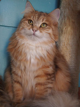 Veselka Jasmine- Gatto Siberiano