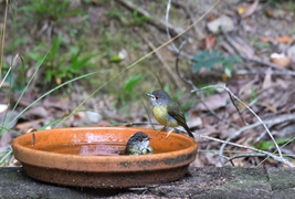 Foto: Vogeltränke
