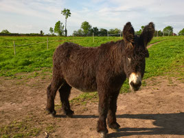 ânesse baudet du poitou élevage Baunel