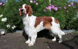 Dotty vom Wilischthal