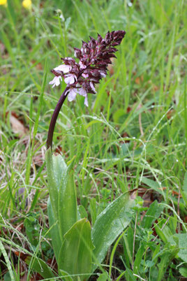 Purpur-Knabenkraut - Orchis purpurea am Essigberg (G. Franke, Mai 2010)