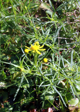 Schmalblättriges Kreuzkraut (Senecio inaequidens) - blüht bei günstiger Witterung bis in den Spätherbst, Heimat ist Südafrika; als Neophyt an sonnigen Ruderalstellen und Wegrändern in Verbreitung