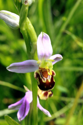 Bienen-Ragwurz - Ophrys apifera (G. Franke, Juni 2012)
