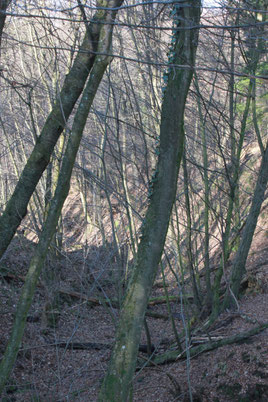 oberster Teil der Hasenklamm (G. Franke, 27.12.15)