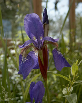 Iris sibirica (Sibirische Schwertlilie) - in Baden-Württemberg stark gefährdet (Foto: NABU/ I. Ludwichowski)