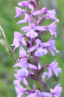 Mücken-Händelwurz, Große Händelwurz - Gymnadenia conopsea (G. Franke, Juni 2012)