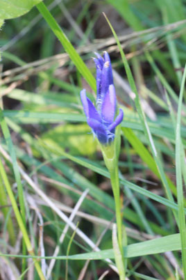 Fransen-Enzian - Gentianella ciliata (G. Franke, August 2011)