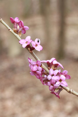 Gewöhnlicher Seidelbast - Daphne mezereum, im Mischwaldbereich des Essigberges (G. Franke, März 2012)